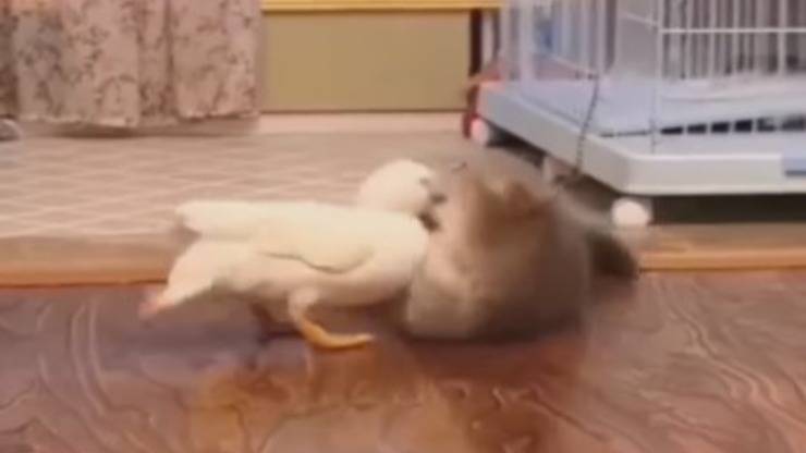 Gattino e paperella video
