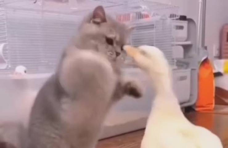 Gattino e paperella che giocano