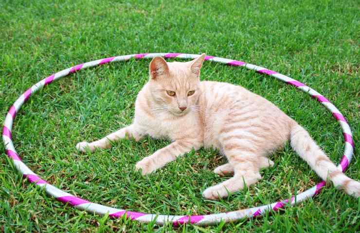 Gatto all'interno dell'hula hoop