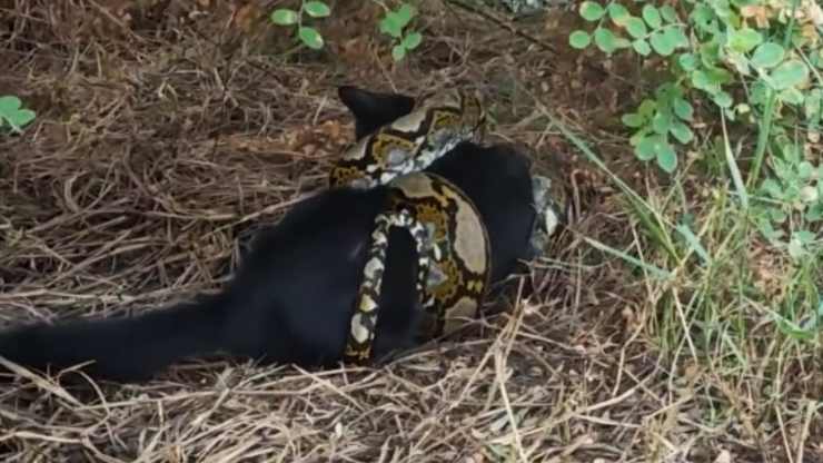 Gatto avvolto da serpente