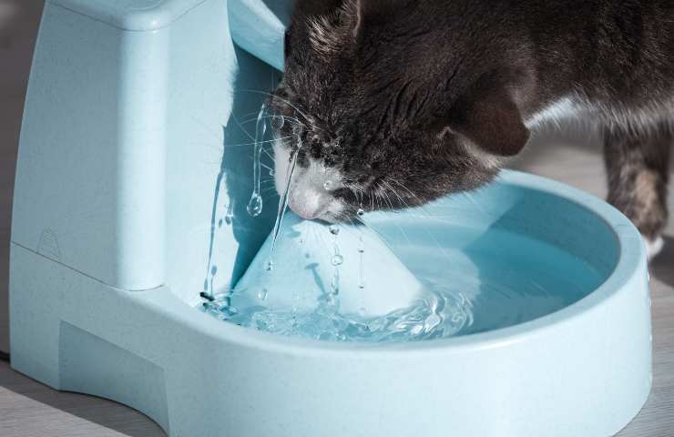 Gatto beve dalla fontanella