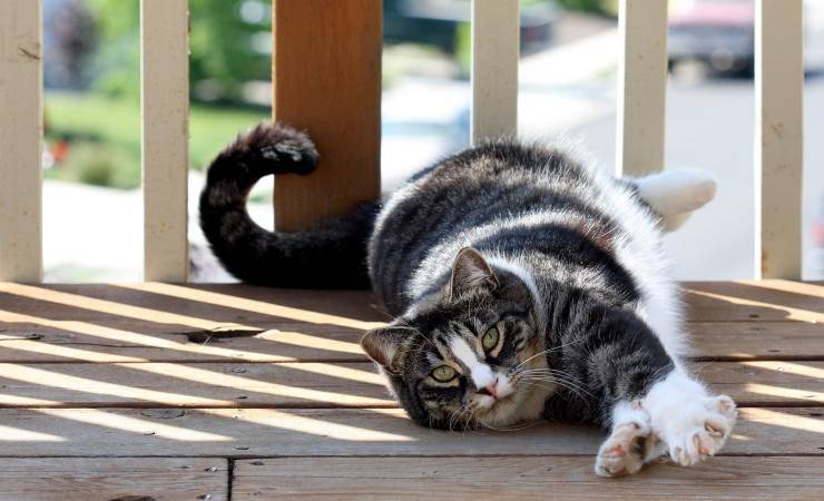 gatto che si distende 