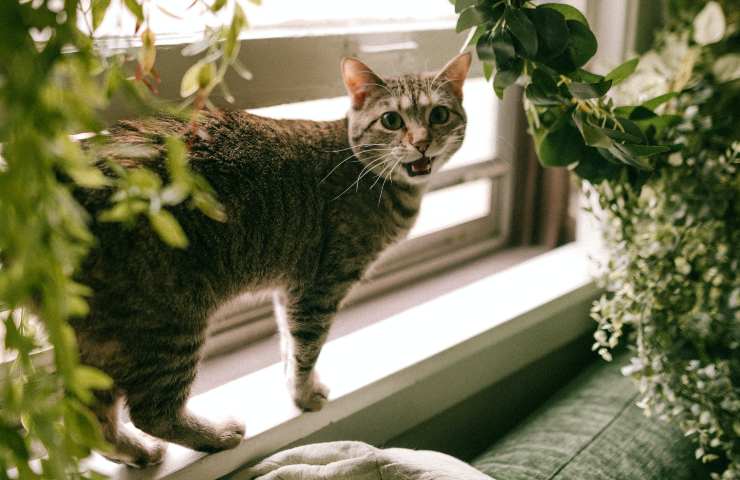 Gatto chiede attenzioni