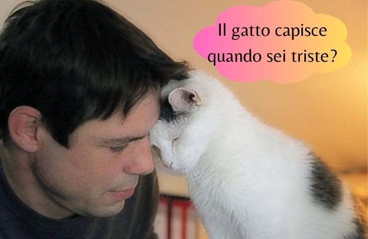 Il felino comprende la nostra tristezza