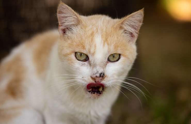 Gatto lecca il naso