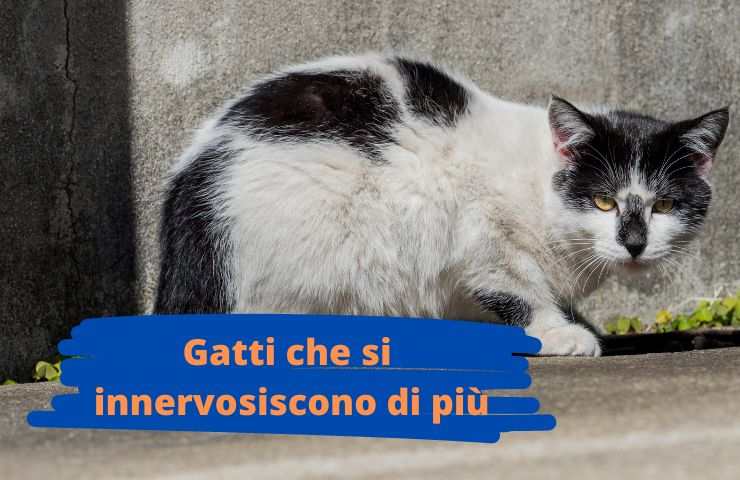 Gatto nervoso