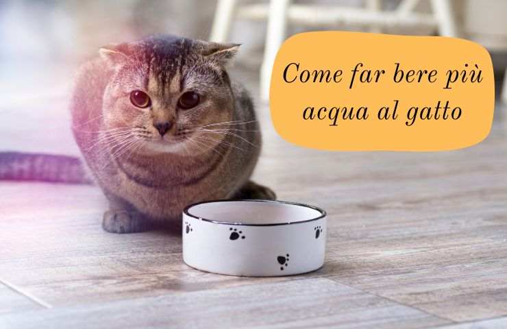 Gatto non beve