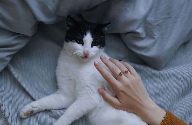 Gatto non vuole le carezze