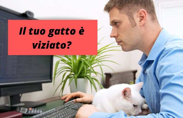 Gatto seduto sulle gambe