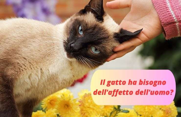 Gatto si fa accarezzare