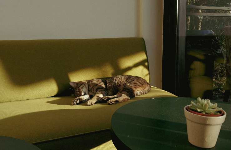 Gatto solo in casa