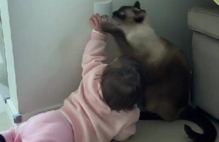 Gatto tiene lontano da presa