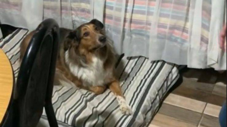 cane più intelligente