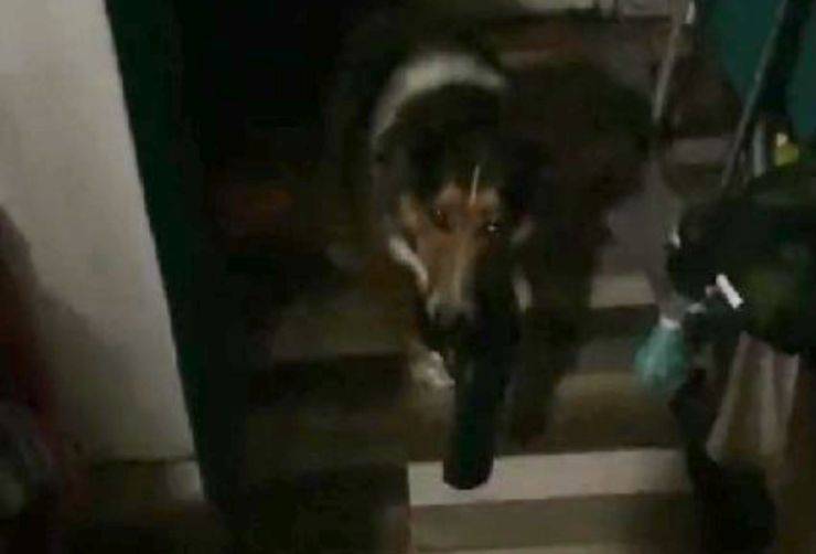 cane molto ubbidiente
