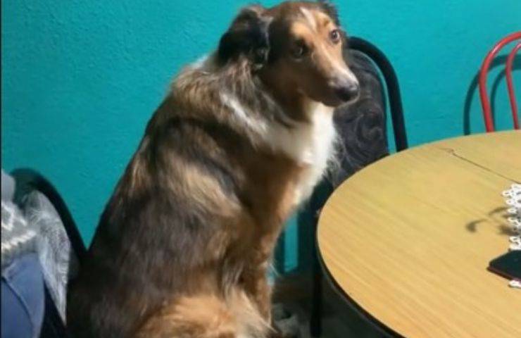 cane si siede sulla sedia