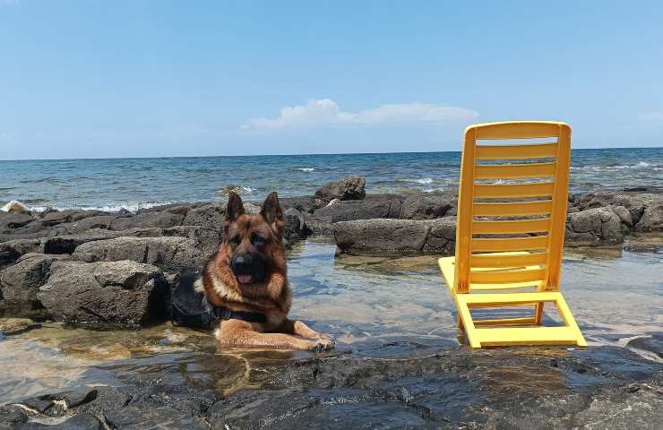 cane giulio