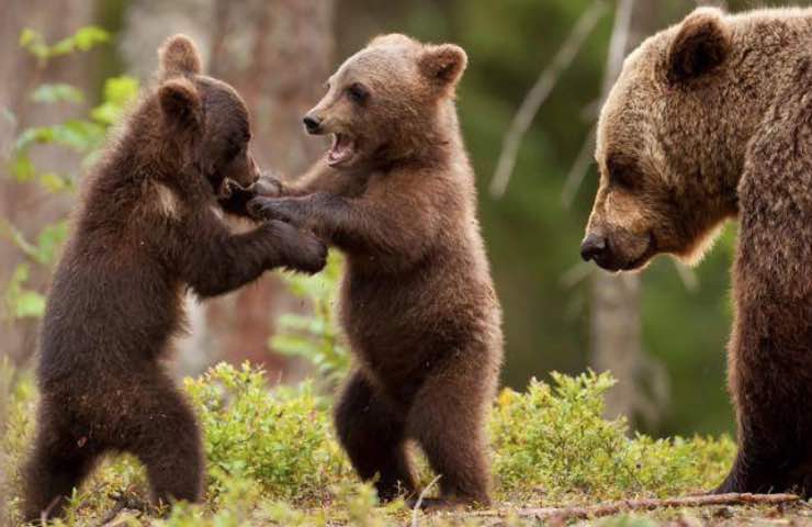 orsetto forestale associazione beàrsandothers