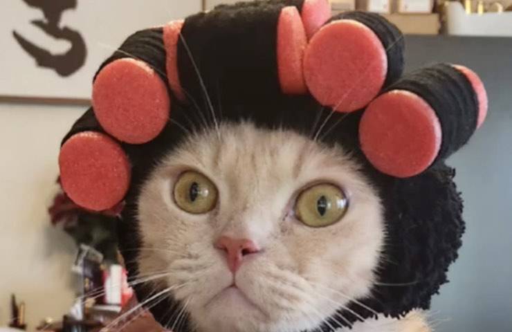gatto senza peli testa