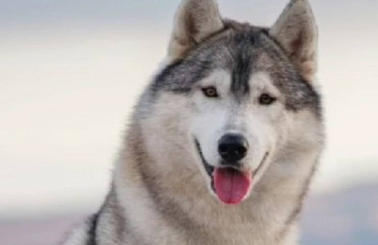 Husky siberiano incroci