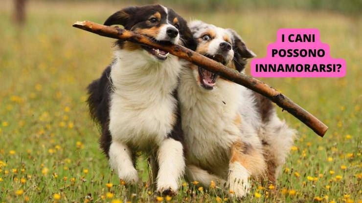Due cani che giocano insieme