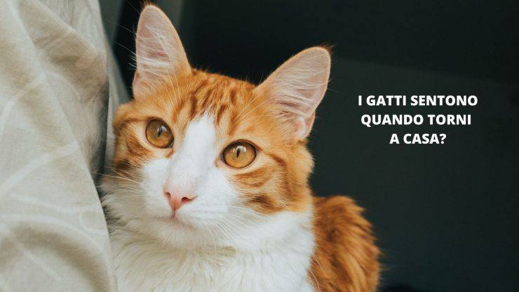 gatto aspetta 