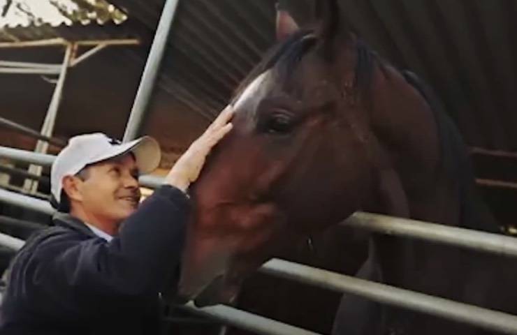 cavallo amici inseparabili vita