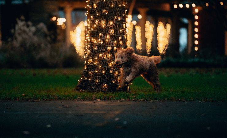 giochi del cane