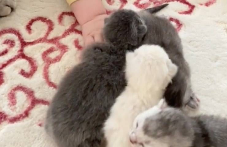 gatta mano bebé cuccioli