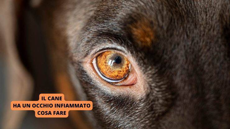 occhio di un cane