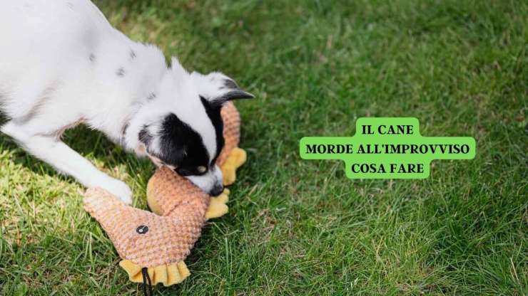 cane morde gioco 