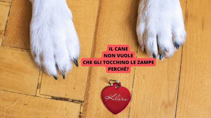 zampe del cane
