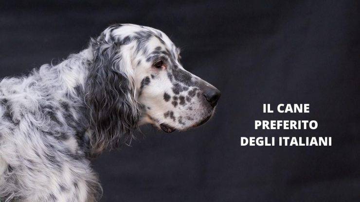 setter inglese 