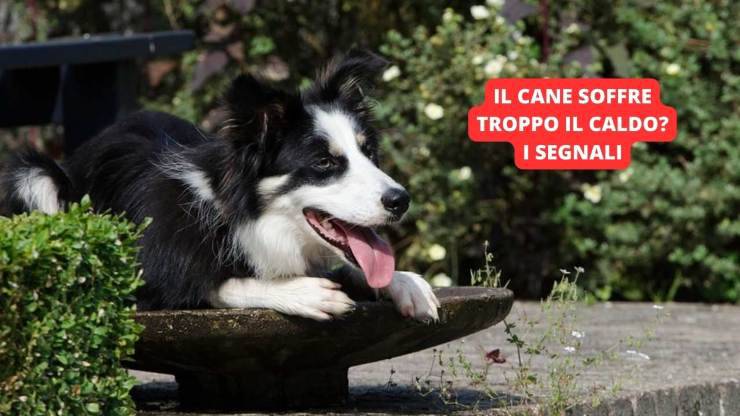 cane al sole