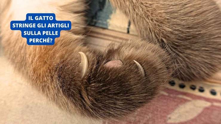Unghie gatto 