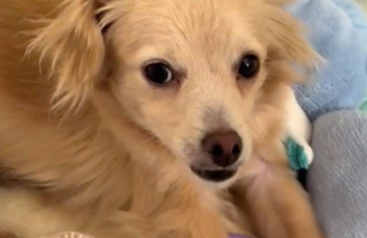 cane Chihuahua Cowboy fiducia