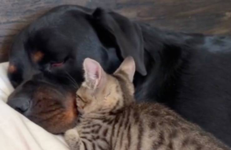 cane rottweiler micio abbracciati