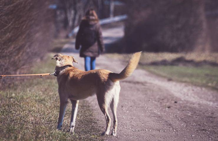cane triste strada stazione