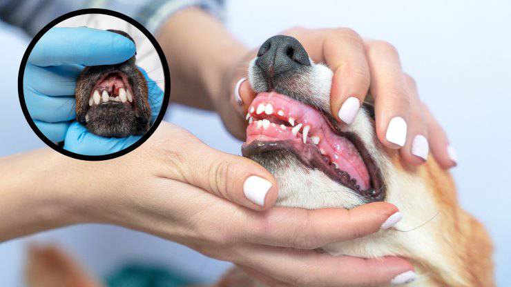 bocca del cane