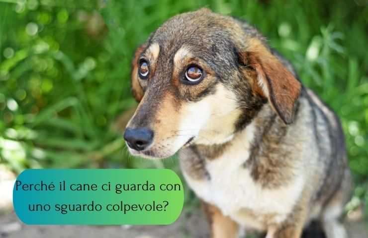 Il cane ha uno sguardo colpevole