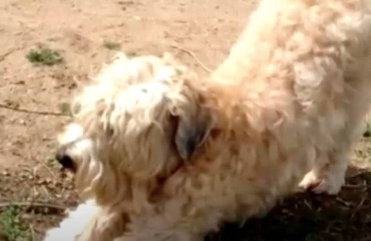 cane cortile disorientato dottore