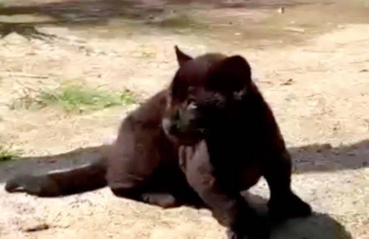 napoli cucciolo felino dedica 