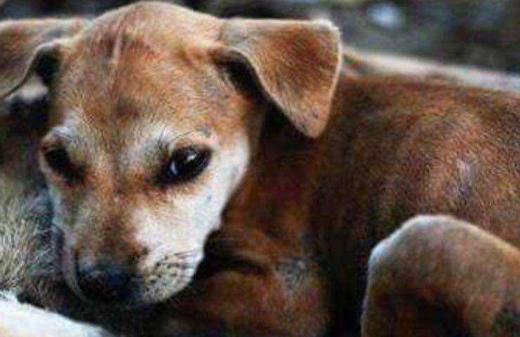 cucciolo cane contenuti sensibili
