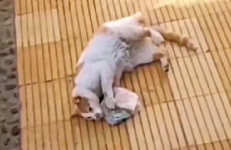 gatto ritorno bianco arancione