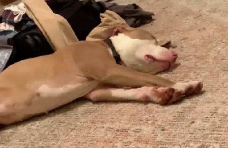 cane recuperato mamma autostrada