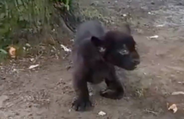napoli zoo unico esemplare 