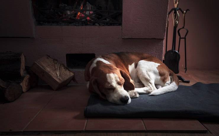 cane che dorme