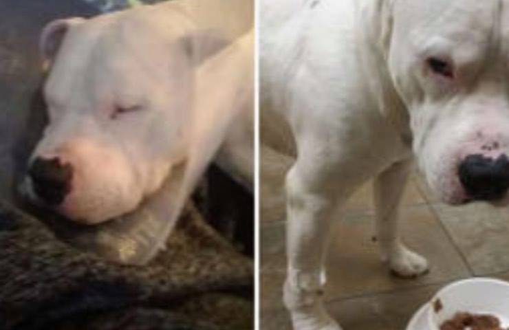 cane amstaff preoccupanti condizioni 