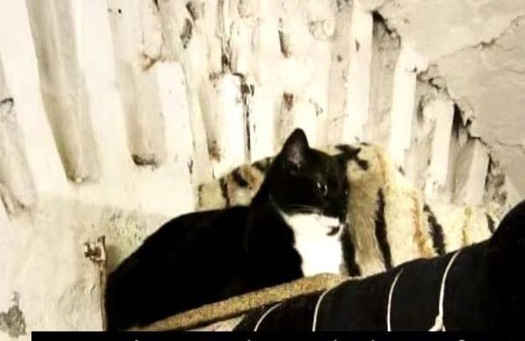 Gattina buttata nel seminterrato senza acqua e cibo