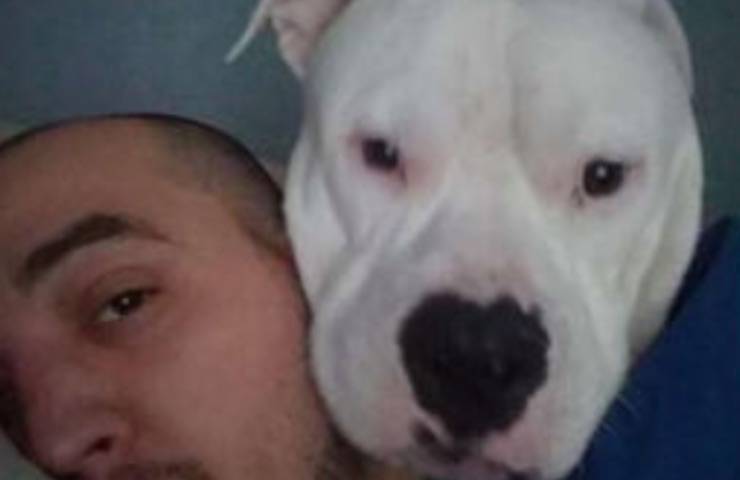 cane gravemente malato padroncino 
