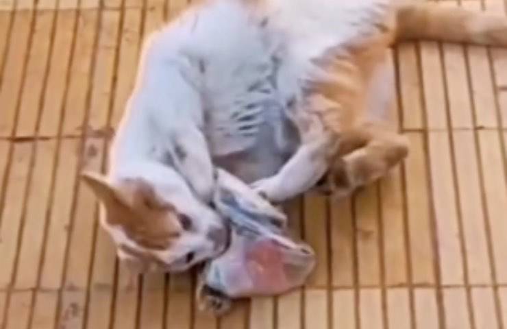 gatto zampe banconote denaro